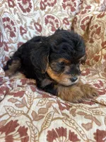 Lucy, a female Yorkipoo for sale in Seymour, MO – Photo 6 of 8