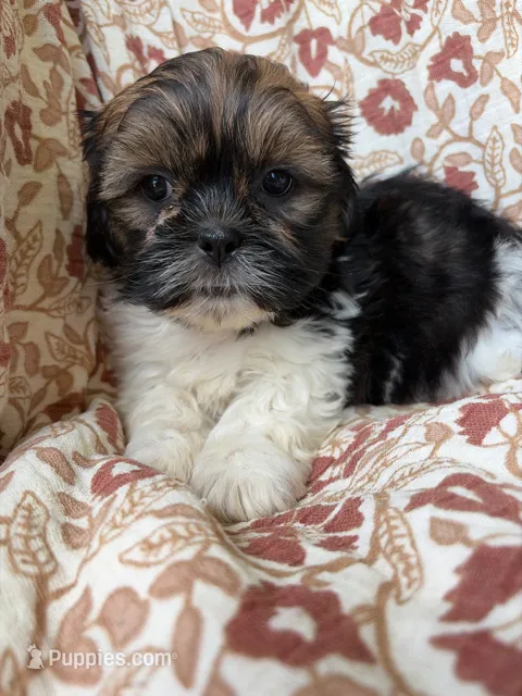 Jasper – Shih Tzu puppy for sale in Seymour, MO