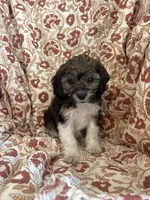 Maverick, a male Shihpoo for sale in Seymour, MO – Photo 9 of 9