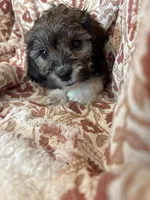 Maverick, a male Shihpoo for sale in Seymour, MO – Photo 1 of 9