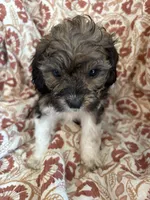 Maverick, a male Shihpoo for sale in Seymour, MO – Photo 2 of 9