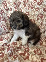 Maverick, a male Shihpoo for sale in Seymour, MO – Photo 3 of 9