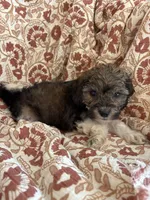 Maverick, a male Shihpoo for sale in Seymour, MO – Photo 7 of 9