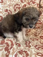 Maverick, a male Shihpoo for sale in Seymour, MO – Photo 5 of 9