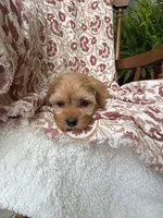 Penny, a female Cavapoo and Poodle - Toy  for sale in Seymour, MO – 8 of 9