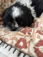 Charlie, a male Shih Tzu for sale in Seymour, MO – 7 of 10