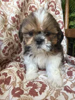 Nora, a female Shih Tzu for sale in Seymour, MO – 8 of 10