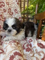 Raines, a male Shih Tzu for sale in Seymour, MO – 6 of 9