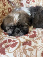 Lola, a female Shih Tzu for sale in Seymour, MO – 5 of 10