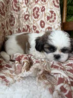 Charlie, a male Shih Tzu for sale in Seymour, MO – 2 of 10