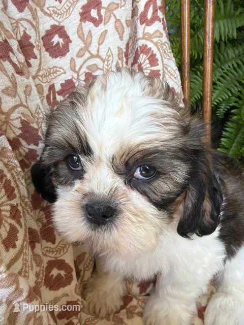Judah – Shih Tzu puppy for sale in Seymour, MO