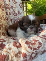 Tiny Memphis, a male Shih Tzu for sale in Seymour, MO – 7 of 10