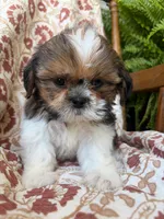 Nora, a female Shih Tzu for sale in Seymour, MO – 3 of 10