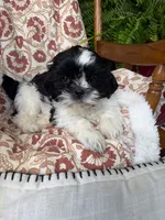 Charlie, a male Shih Tzu for sale in Seymour, MO – 9 of 10
