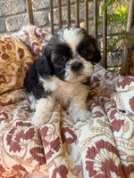Kip, a female Shih Tzu for sale in Seymour, MO – 5 of 9