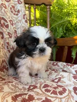 Raines, a male Shih Tzu for sale in Seymour, MO – 2 of 9
