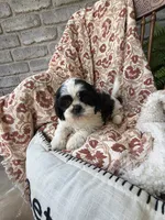 Truman, a male Shih Tzu for sale in Seymour, MO – 3 of 6