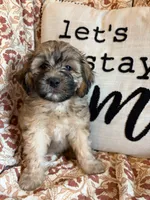 Nash, a male Shih Tzu for sale in Seymour, MO – 8 of 10