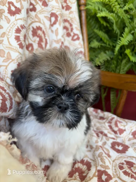 Molly – Shih Tzu puppy for sale in Seymour, MO