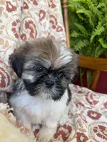 Lola, a female Shih Tzu for sale in Seymour, MO – 2 of 10