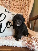 Willow, a female Shih Tzu for sale in Seymour, MO – 3 of 8