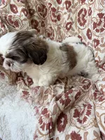 Halle Rae, a female Shih Tzu for sale in Seymour, MO – 2 of 10