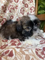 Tiny Tim, a male Shih Tzu for sale in Seymour, MO – 7 of 10