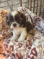 Tiny Beckem, a male Shih Tzu for sale in Seymour, MO – 3 of 8