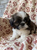Lucy, a female Shih Tzu for sale in Seymour, MO – 5 of 10