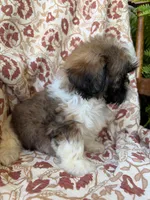 Kate, a female Shih Tzu for sale in Seymour, MO – 9 of 10