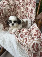 Charlie, a male Shih Tzu for sale in Seymour, MO – 8 of 10