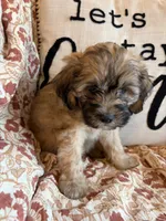 Nash, a male Shih Tzu for sale in Seymour, MO – 10 of 10