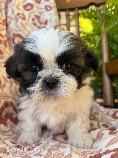 Raines – Shih Tzu puppy for sale in Seymour, MO