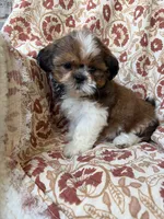 Nora, a female Shih Tzu for sale in Seymour, MO – 5 of 10