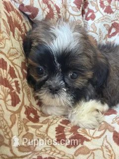Tiny Tim – Shih Tzu puppy for sale in Seymour, MO