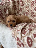 Penny, a female Cavapoo and Poodle - Toy  for sale in Seymour, MO – 4 of 9