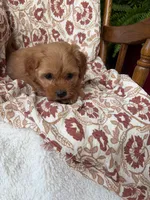 Sadie, a female Cavapoo and Poodle - Toy  for sale in Seymour, MO – 6 of 9