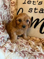 Finn, a male Cavapoo for sale in Seymour, MO – 6 of 7