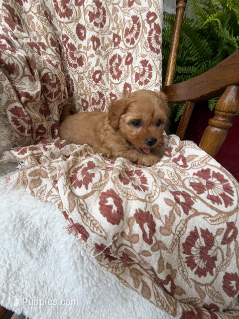Sadie – Cavapoo, Poodle - Toy  puppy for sale in Seymour, MO