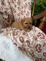 Sadie, a female Cavapoo and Poodle - Toy  for sale in Seymour, MO – 4 of 9