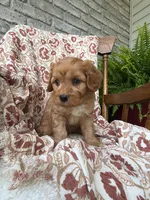 Beau, a male Cavapoo and Poodle - Toy  for sale in Seymour, MO – 2 of 9