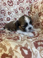 Rollins, a male Shih Tzu for sale in Seymour, MO – Photo 3 of 9