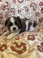 Rollins, a male Shih Tzu for sale in Seymour, MO – Photo 8 of 9