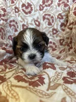 Rollins, a male Shih Tzu for sale in Seymour, MO – Photo 5 of 9