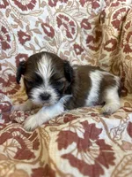 Rollins, a male Shih Tzu for sale in Seymour, MO – Photo 2 of 9