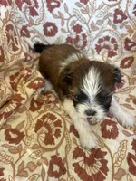 Rollins, a male Shih Tzu for sale in Seymour, MO – Photo 4 of 9