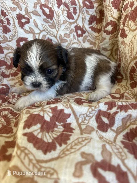 Rollins – Shih Tzu puppy for sale in Seymour, MO