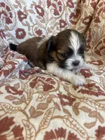 Rollins, a male Shih Tzu for sale in Seymour, MO – Photo 6 of 9