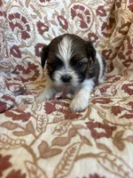 Rollins, a male Shih Tzu for sale in Seymour, MO – Photo 9 of 9