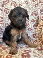 Lottie, a female Yorkipoo for sale in Seymour, MO – Photo 3 of 8
